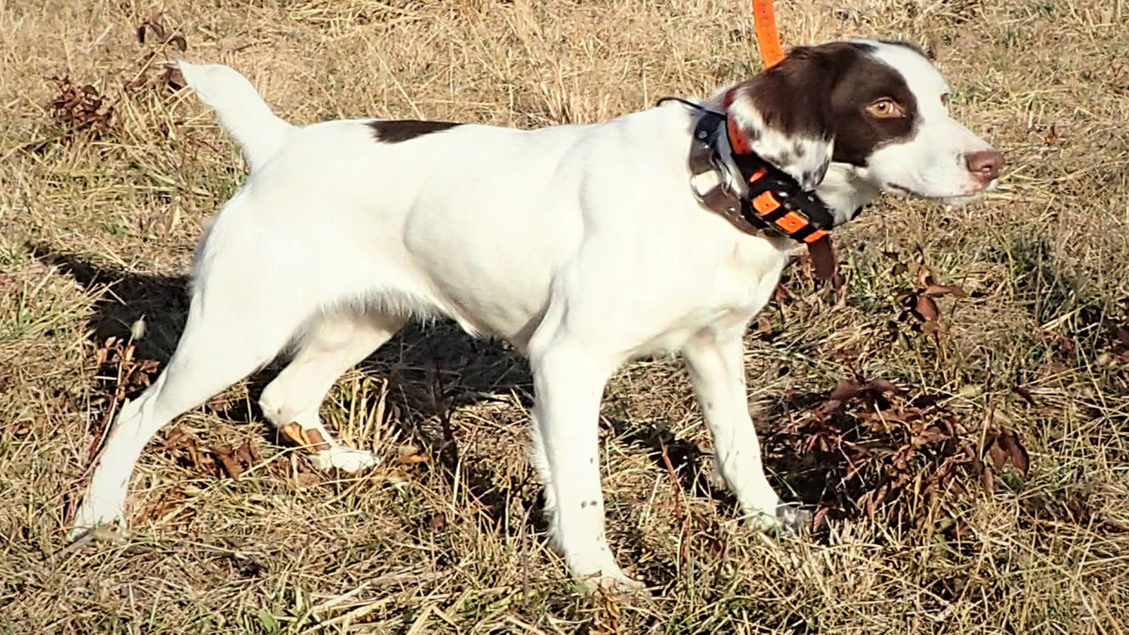 Home Page Wingshooter Kennels