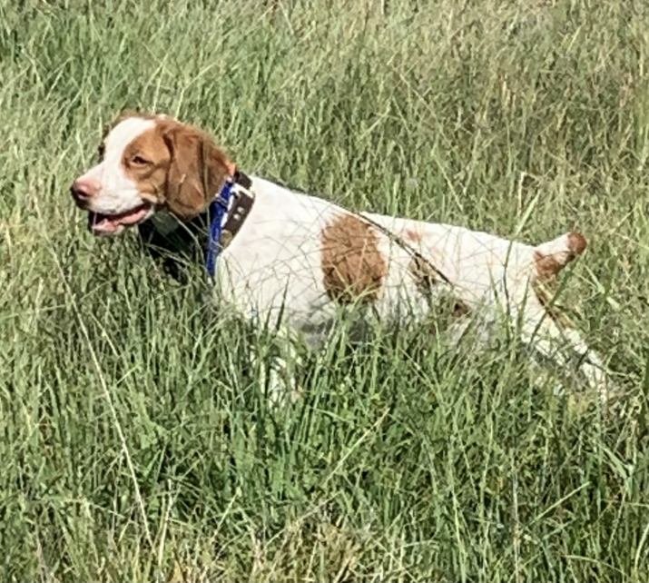 Roxie in the field
