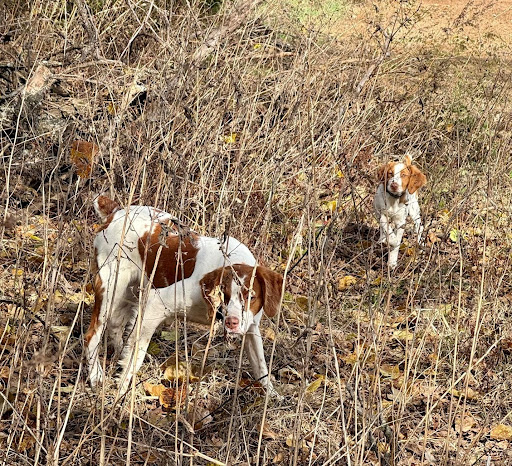 Field Training