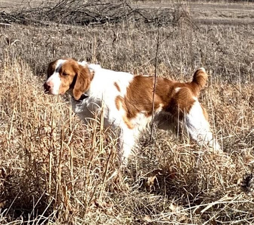 Beau, a handsome Brittany Spaniel standing on alert in the field.