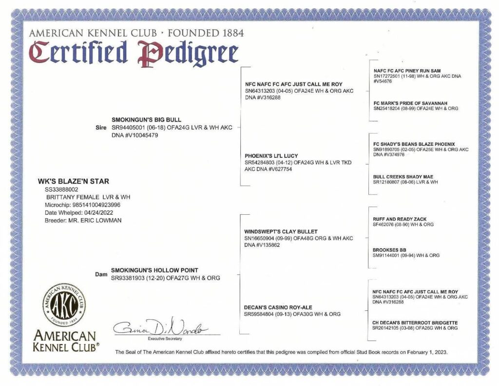 AKC Certified Pedigree document for WK's Blaze'n Star, a liver and white Brittany female whelped April 24, 2022.