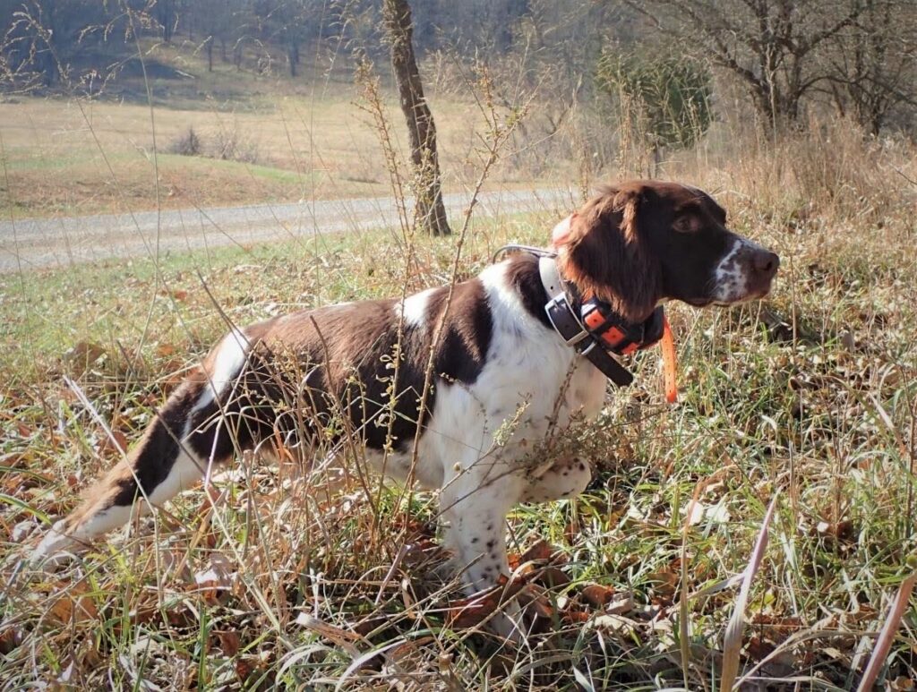 A liver and white Brittany Spaniel standing outdoors in a grassy field with trees in the background, wearing an orange training collar.