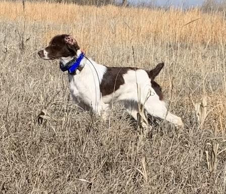 A liver and white Brittany Spaniel standing outdoors in a tall dry grass field, wearing a blue training collar.
