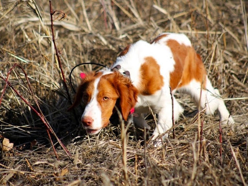 Rose, an adult Brittany Spaniel standing attentively in the field.